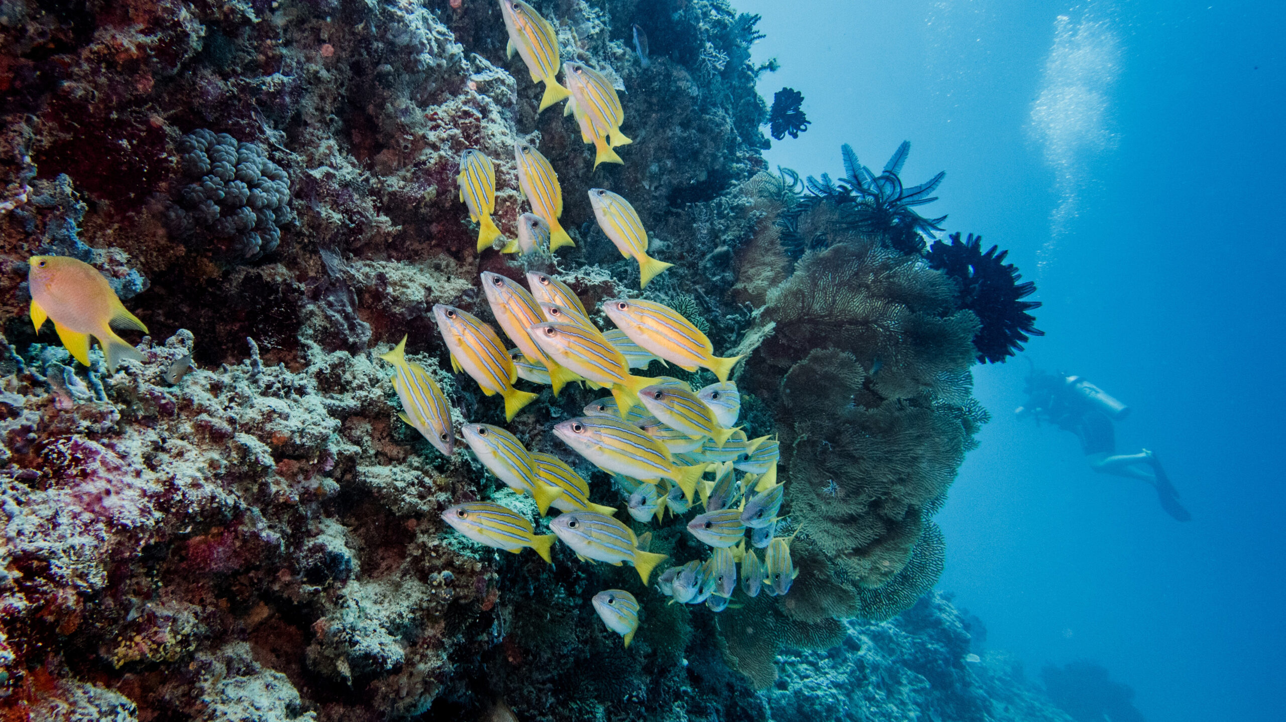 uber-scuba-gili-R-byq4YfoIc-unsplash